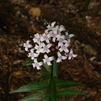 Knoxia platycarpa var. platycarpa